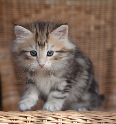 Odalisque - 7 weeks old