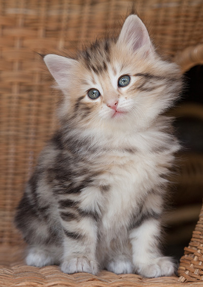 Odalisque - 7 weeks old