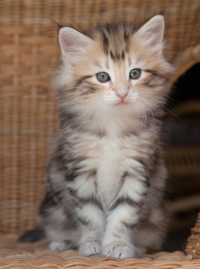 Odalisque - 7 weeks old