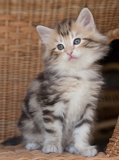 Odalisque - 7 weeks old