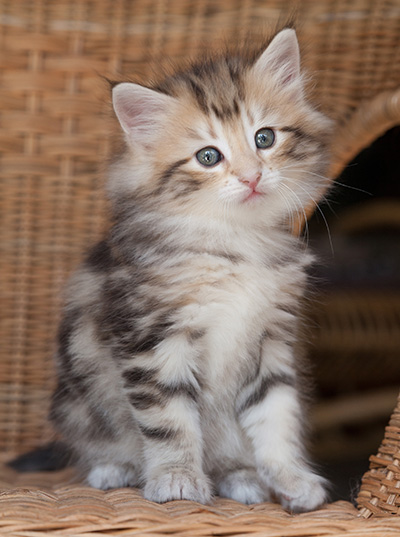Odalisque - 7 weeks old