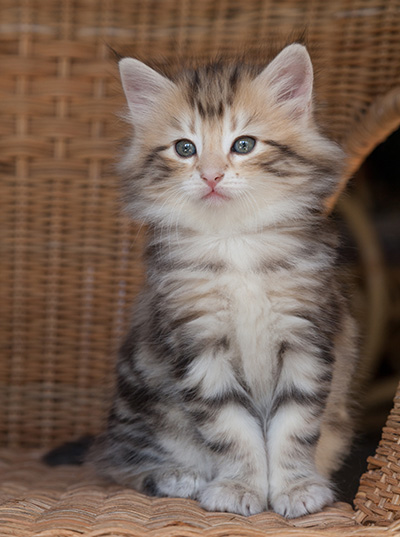 Odalisque - 7 weeks old