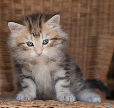 Odalisque - 7 weeks old