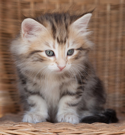 Odalisque - 7 weeks old