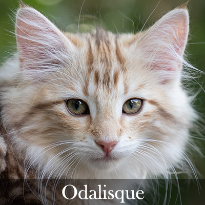 Odalisque