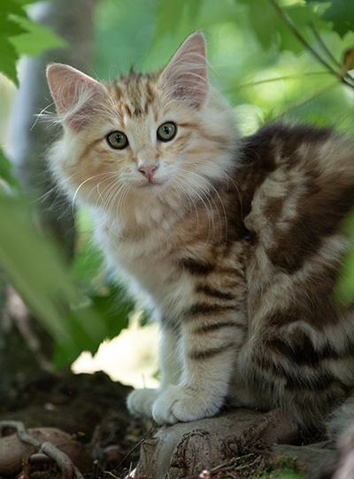 Odyssée - 12 weeks old