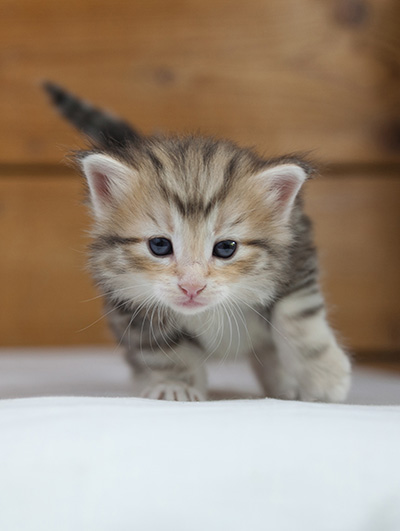 Odyssee - 4 weeks old