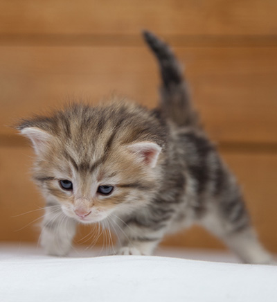 Odyssee - 4 weeks old