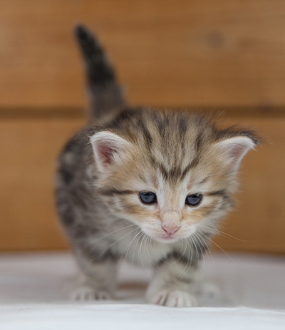 Odyssee - 4 weeks old