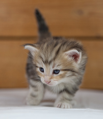 Odyssee - 4 weeks old