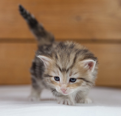 Odyssee - 4 weeks old