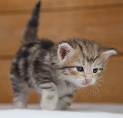 Odyssee - 4 weeks old