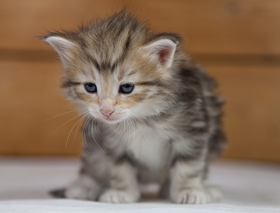 Odyssee - 4 weeks old