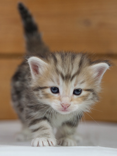 Odyssee - 4 weeks old