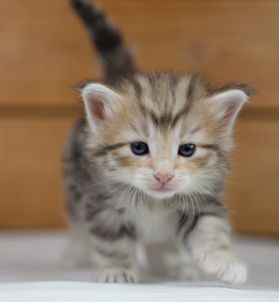 Odyssee - 4 weeks old