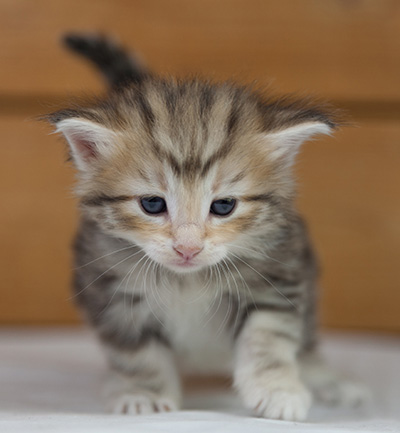 Odyssee - 4 weeks old
