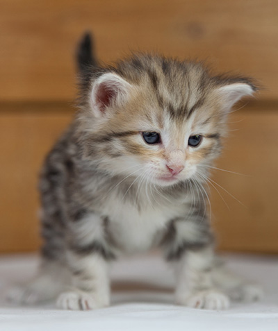 Odyssee - 4 weeks old