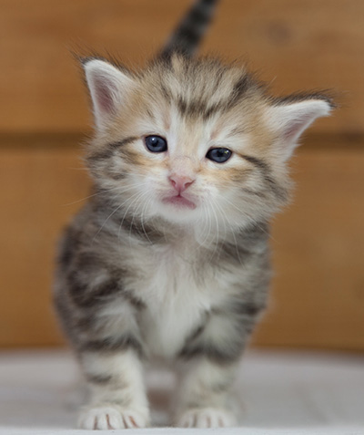 Odyssee - 4 weeks old
