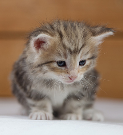Odyssee - 4 weeks old