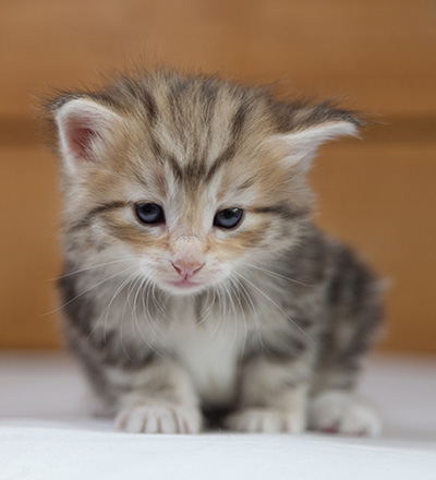 Odyssee - 4 weeks old