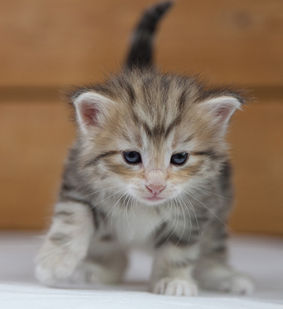 Odyssee - 4 weeks old