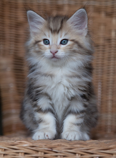 Odyssee - 7 weeks old