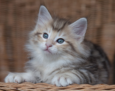 Odyssee - 7 weeks old