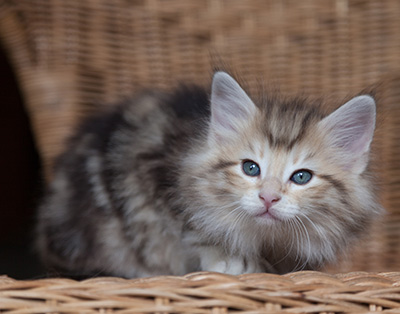 Odyssee - 7 weeks old