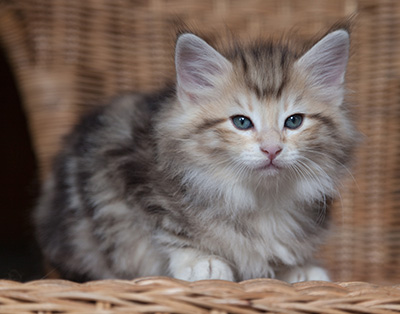 Odyssee - 7 weeks old