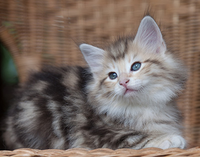 Odyssee - 7 weeks old