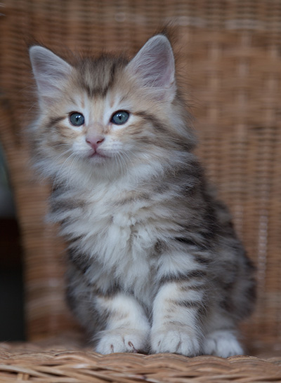 Odyssee - 7 weeks old