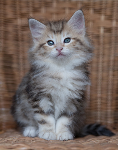Odyssee - 7 weeks old