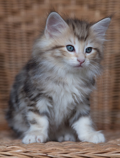 Odyssee - 7 weeks old