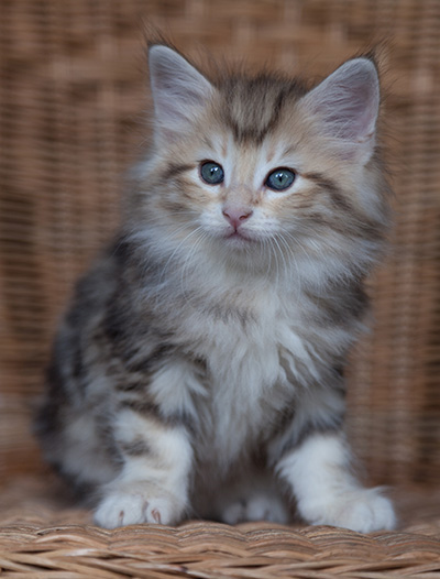 Odyssee - 7 weeks old