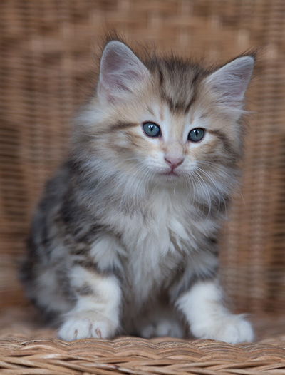 Odyssee - 7 weeks old
