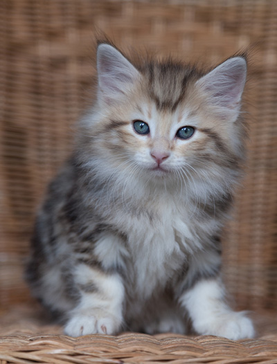 Odyssee - 7 weeks old
