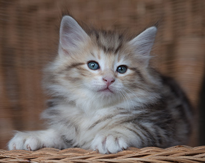 Odyssee - 7 weeks old