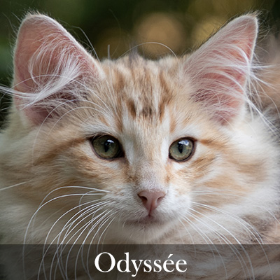 Odyssee