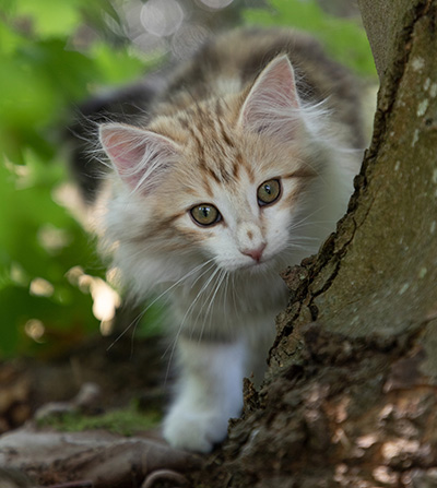 Olie - 12 weeks old