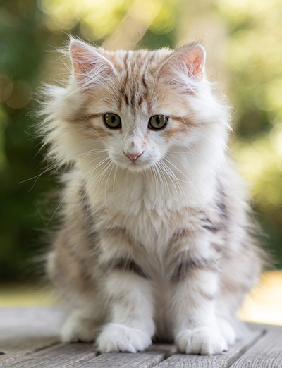 Olie - 12 weeks old