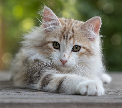 Olie - 12 weeks old