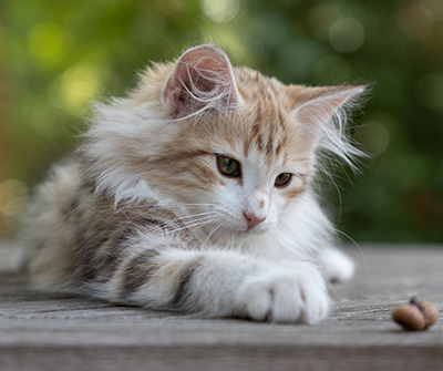 Olie - 12 weeks old