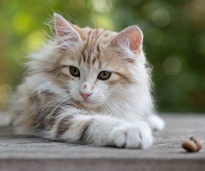 Olie - 12 weeks old
