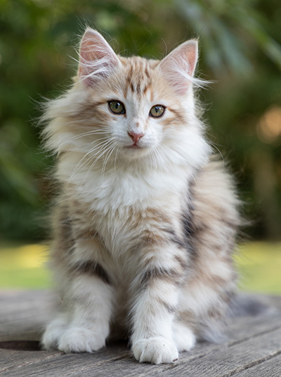 Olie - 12 weeks old