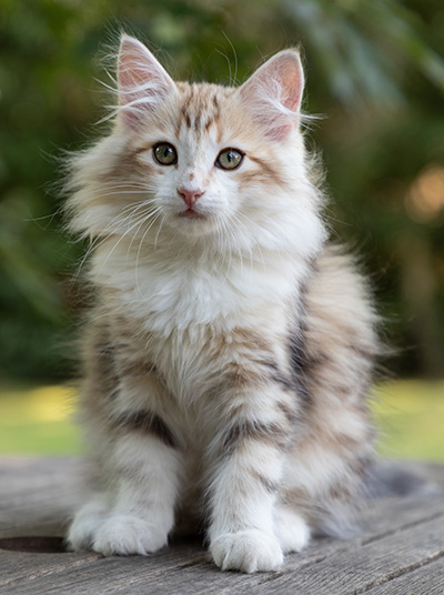 Olie - 12 weeks old