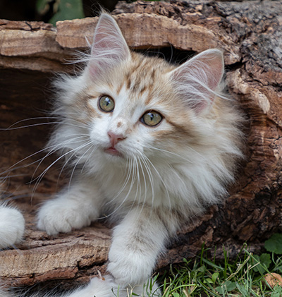 Olie - 12 weeks old