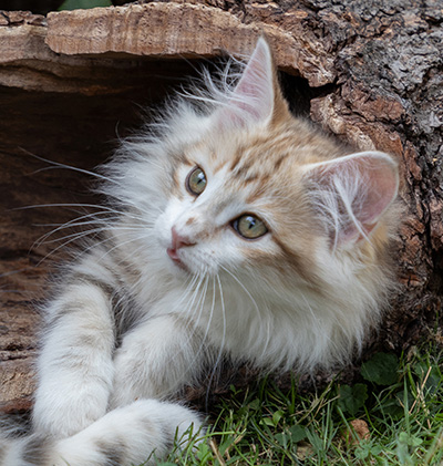 Olie - 12 weeks old