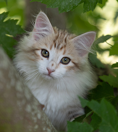 Olie - 12 weeks old