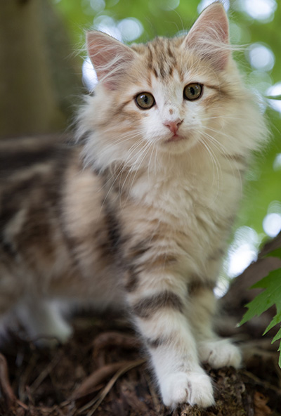 Olie - 12 weeks old