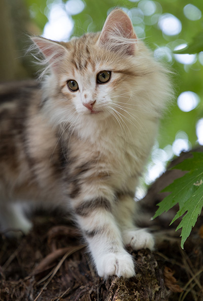 Olie - 12 weeks old